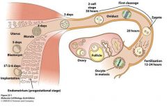 1. Oocyte has been released from ovary and swept by the fimbriae into oviducts
2. occurs in the ampulla of the oviduct (close to ovary), meiosis is completed after the sperm enters oocyte.
3. Begins approximately one day later (18 to 36 hrs)
    slowes