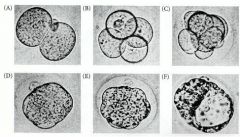1. one cell divides to produce two cell stage (30 hrs after fert.) happens in tube> divides normal meriodonally 
2. about fourty hrs. later two divides into 4> one cell again has meridional division and the other equatorially. (called ROTATIONAL CLEAVAGE