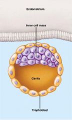 -Inner cells generate the inner cell mass (ICM) which gives rise to embryo and associated yolk sac, allantois, and amnion. By 64 cell stage trophoblast and ICM are separate layers neither contributing cells to other group.
- ICM supports trophoblast by s