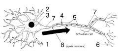Number 1 on the diagram refers to the neuron's