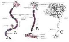 Neuron "A" would be an example of a
