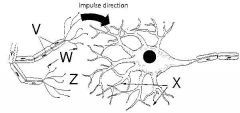 If the presynaptic neuron shown is a sensory neruon, then the postsynaptic neuron must be an