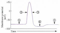 repolarization is labeled