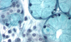Plasma cells in loose connective tissue between mucus-secreting glands