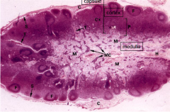Lymph node. Capsule, cortex, and medulla