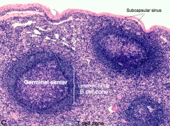Lymph node: B cells in lymphoid follicle and germinal center. Resting B cells in mantle zone (outer circle) and B cells proliferating in germinal center