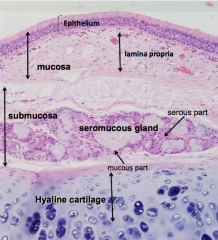 Trachea. Mucosa (epithelium and lamina propria), submucosa (submucous gland - serious and mucous part), and Hyaline Cartilage