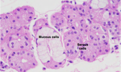 Trachea - submucosal gland, mucous and serous secretory cells (secrets lysozyme)