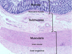 Layers of epithelium in GI tract