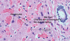 Bile ducts