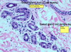 Sweat gland duct - 2 cell layers (stratified cuboidal) 
Sweat gland coli - single cell layer (simple cuboidal)