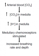 - medullary chemoreceptors (currently thought to be in the retrotrapezoid nucleus (RTN) in caudal pons/rostral medulla
- INC. CO2 v.powerful stimulus to breathing