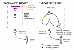 1. pacemaker theory
2. Network theory