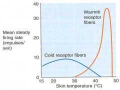warm receptors dramatically increase their firing