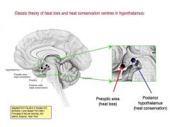 thermoregulation in the hypothalamus (theory, 2 centres in the hypothalamus, preoptic (anterior area, the heat loss centre), triggers a heat loss response (sweating..)
Posterior hypothalamus; heat conservation (shivering, vasoconstriction, piloerection)