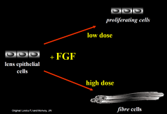 FGF (fibroblast growth factor)