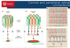 1 to 1 in the central retina
100-200 to 3-4 in the periphery