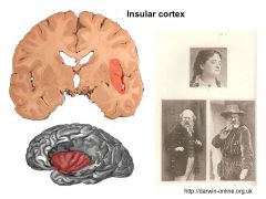 taste and emotion
- disgust and contempt 
FN: visceral sens., taste, pain
OUTPUT: Amg, lateral hypothalamus

Also the touchy feely cortex: respond to pleasant touch and imagining romantic and maternal love