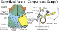 membranous layer of superficial fascia
- ends 1cm below the inguinal ligament where it fuses with deep fascia of the thigh
- It extends into the perineum and is continuous with (dartos) fascia around penis and scrotum and attaches to ischiopubic...