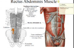 Attaches: Pubic symphysis and crest  xiphoid process & cc 5-7 
Action: trunk flexion, compress abdominal viscera, stabilise tilt of pelvis (antilordosis)
Innervation: T6/7-12