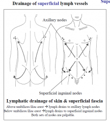 Superficial lymph vessels of abdominal wall drain the skin & superficial fascia (to axillary or superficial inguinal lymph nodes) Deep lymph vessels drain muscle & tissues deep to this and drain along arteries to nodes associated with these aa. (e...