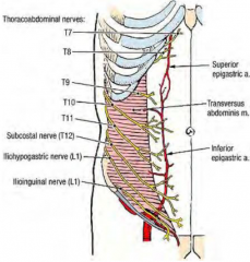 Abdominal reflex – stroke each quadrant of ant. abdominal wall  reflex mm contraction (umbilicus drawn to side of contraction) – tests segmental nerves (also absent in some forms of brain damage e.g., stroke).