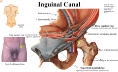 -
Oblique passageway through the muscles and fascia of the lower anterior abdominal wall
-
Located above the medial half of the inguinal ligament
-
From the deep to the superficial inguinal ring it is about 4cm long - Contains the spermatic c...