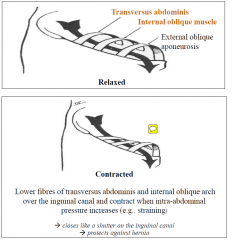 Transversus abdominis and internal oblique close like a shutter on the inguinal canal in response to increased intra-abdominal pressure, serving to protect against herniation.