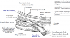 Transversalis fascia  internal spermatic fascia 
Internal oblique muscle  cremasteric fascia &muscle 
External oblique aponeurosis  external spermatic fascia