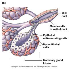 contractile and express oxytoxin receptor
- mammary lobule