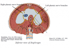 Motor supply
Left & right phrenic nerves (C3,4,5) supply each hemidiaphragm (via the inferior surface)
Damage to phrenic nerve leads to paralysis of ipsilateral hemidiaphragm