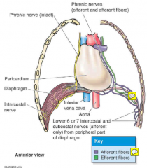 Sensory supply
Central part: sensory fibres travel in phrenic nerve;
Pain referral to left or right shoulder (C4 dermatome).
Peripheral part: sensory fibres travel in lower 6-7 intercostal nerves & subcostal nerve (T12).
Pain felt in distribut...