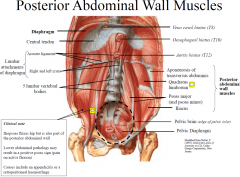 • The principal muscles of the posterior abdominal wall are the aponeurosis of transversus abdominis,
quadratus lumborum, iliacus and psoas (major & minor).