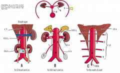 A. Unpaired brs to viscera (supply GIT): coeliac trunk, superior mesenteric a., inferior mesenteric a.
B. Paired brs to viscera: middle suprarenal, renal, gonadal (ovarian/ testicular)
C. Brs to body wall: inferior phrenic, lumbar brs (4 pairs),...