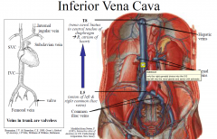 Inferior Vena Cava lies to the right side of abdominal aorta
Major tributaries are the hepatic veins, the renal veins, the suprarenal veins, the lumbar veins and the gonadal veins