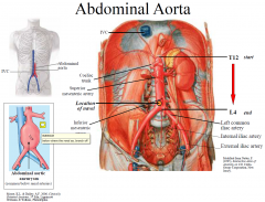 • The abdominal aorta starts at T12 and ends at L4.