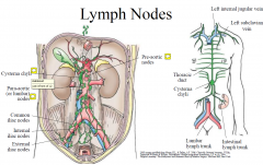Unpaired viscera (GI tract) drain  preaortic nodes
Other structures below diaphragm drain para-aortic nodes (lower limbs, pelvis, posterior abdominal wall, paired viscera)
Pre and para-aortic nodes drain to cysterna chyli  forms thoraci...