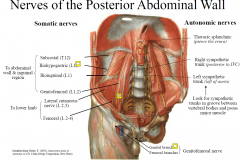 Somatic nerves to the abdominal wall and inguinal region include the subcostal, iliohypogastric, ilioinguinal
and genitofemoral nerves.