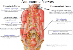 • Sympathetic autonomic nerves are the thoracic, lumbar and sacral splanchnics.
• Para-sympathetic autonomic nerves are the vagal trunks and the pelvic splanchnics.
