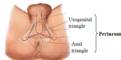 Pelvic cavity contains coils of intestines, bladder, rectum and in: 
Males, the prostate, seminal vesicles, ductus (vas) deferens 
Females, ovaries, uterine tubes, uterus, upper vagina