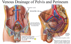 Valveless venous plexus drains pelvic viscera; forms a communicating network (trauma to pelvis  oozing of blood which is difficult to stem). These drain to internal iliac veins with some drainage to internal vertebral venous plexus via sacral v...