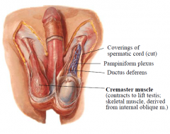-skeletal muscle; lifts testis;
-protective reflex, active in very young
-Cremasteric reflex: stroke medial upper thigh  reflex retraction of testis (L1/2)