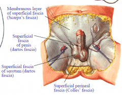 Scarpa’s fascia is continuous with Colles fascia, dartos fascia of penis and dartos fascia of scrotum.