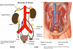 Neurovascular supply reflects early development; each testis descends into the scrotum and drags its blood supply with it 

Testicular artery from abdominal aorta (below origin of renal arteries). Artery of ductus deferens (from internal iliac) ...