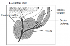 -Pathway by which sperm & seminal vesicle secretions reach urethra
-2-2.5cm long, passes through prostate close to median plane
-Opens into prostatic urethra.