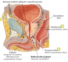 The prostate gland has 3 lobes. The isthmus is anterior to the urethra. The median lobe lies above the ejaculatory duct. The posterior lobe is the most common site of cancer.