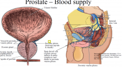 Arterial supply - branches of internal iliac artery 

Venous drainage - prostatic venous plexus, around sides and base of prostate  drains mainly to internal iliac vein. Also communicates posteriorly with internal vertebral venous plexus of B...