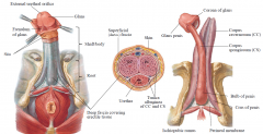 3 bodies of erectile tissue covered by deep fascia, superficial fascia and skin 

Bulb of penis, continues as corpus spongiosum and enlarges distally as glans penis; it transmits the spongy urethra 

Left & right crus (attached to ischiopubic ...