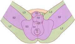 Sensory innervation to perineum is mainly via the pudendal nerve: 
 supplies skin of shaft and glans of penis 
 supplies posterior 2/3 of scrotal skin (anterior 1/3 supplied by L1 level – ilioinguinal & genitofemoral nerves)