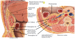 1. kidney
2. Thin fascia
3. perinephric fat
4. renal fascia (tight superior at the diaphragm fascia and loose inferiorly)
5. Paranephric fat